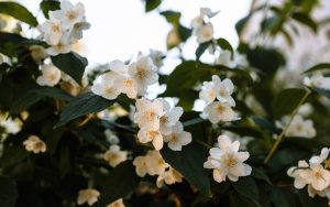 4 Benefits of Fragrant Plants and Flowers