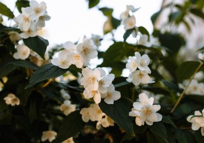 4 Benefits of Fragrant Plants and Flowers